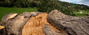 Massieves Eichen Holz
