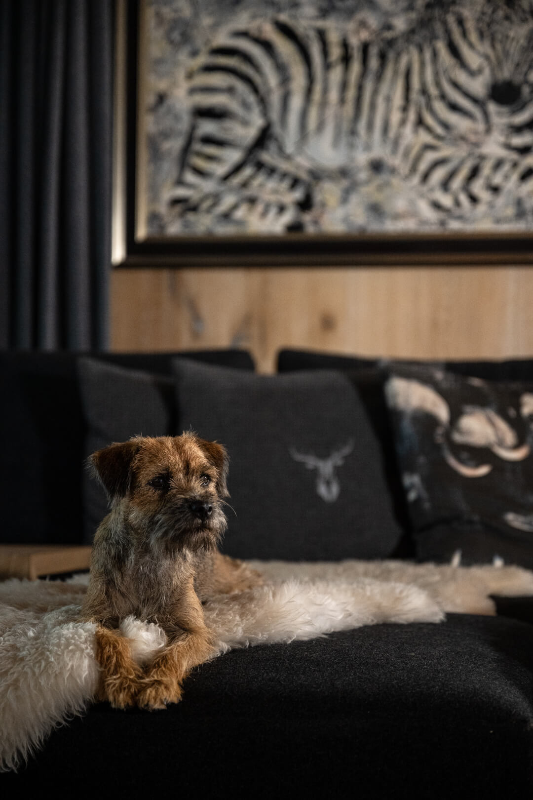 Loden Sofa mit Hund
