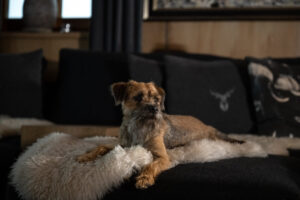 Loden Sofa mit Hund