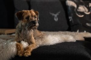 Wohnzimmer Border Terrier Hund